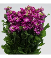 Fiala Cinderella Purple - Matthiola incana - nasiona fiołka - 40 szt.