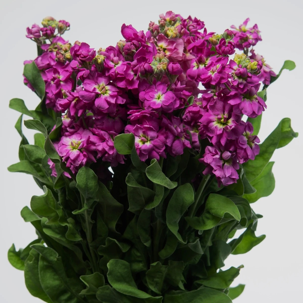 Fiala Cinderella Purple - Matthiola incana - nasiona fiołka - 40 szt.