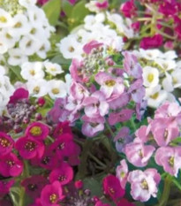 Smagliczka nadmorska Yucon Mix - Lobularia maritima - nasiona smagliczki - 50 szt.