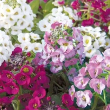 Smagliczka nadmorska Yucon Mix - Lobularia maritima - nasiona smagliczki - 50 szt.