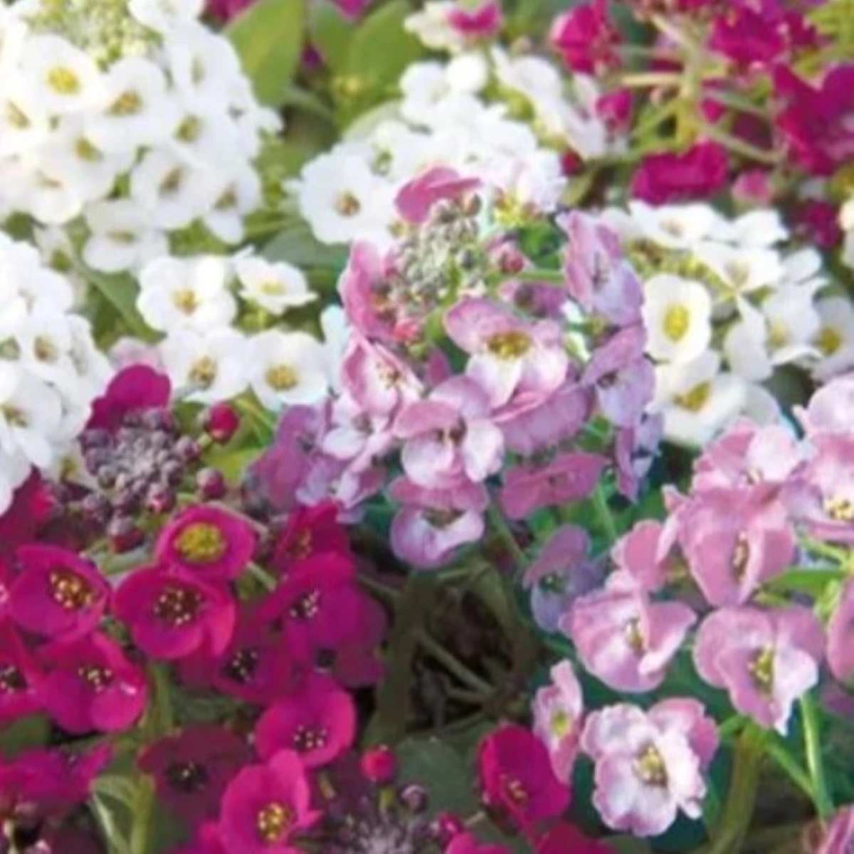 Smagliczka nadmorska Yucon Mix - Lobularia maritima - nasiona smagliczki - 50 szt.