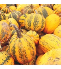 Dynia oleista Trumf F1 - Cucurbita pepo - nasiona dyni - 12 szt.