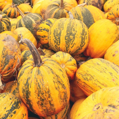 Dynia oleista Trumf F1 - Cucurbita pepo - nasiona dyni - 12 szt.