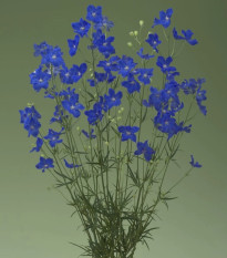 Ostróżka Jenny's Pearl F1 Blue - Delphinium grandiflorum - nasiona ostróżki - 10 szt.