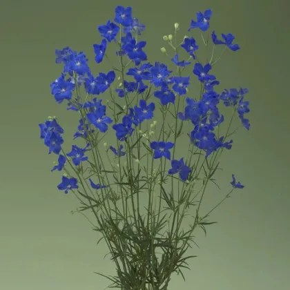 Ostróżka Jenny's Pearl F1 Blue - Delphinium grandiflorum - nasiona ostróżki - 10 szt.