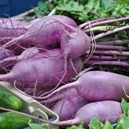 Rzodkiew Blue Candle F1 - Raphanus sativus - nasiona rzodkwi - 35 szt.