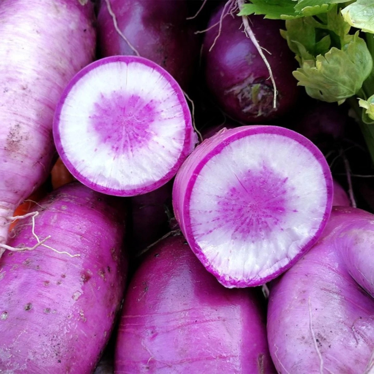 Rzodkiew Blue Candle F1 - Raphanus sativus - nasiona rzodkwi - 35 szt.