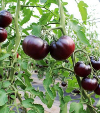BIO pomidor Black Beauty - Solanum lycopersicum - bio nasiona pomidora - 7 szt.