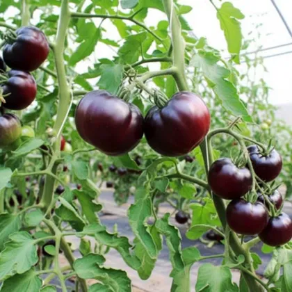 BIO pomidor Black Beauty - Solanum lycopersicum - bio nasiona pomidora - 7 szt.