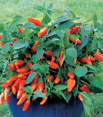 Papryka Tangerine Dream - Capsicum annuum - nasiona papryki - 7 szt.