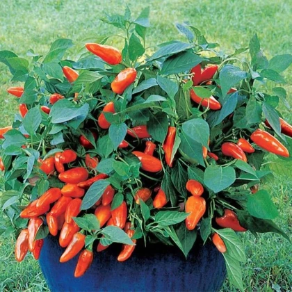 Papryka Tangerine Dream - Capsicum annuum - nasiona papryki - 7 szt.