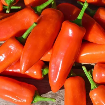 Papryka Tangerine Dream - Capsicum annuum - nasiona papryki - 7 szt.