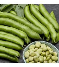 Bób ogrodowy biały Dreifach Weisse - Vitia faba - nasiona - 20 szt.