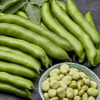 Bób ogrodowy biały Dreifach Weisse - Vitia faba - nasiona - 20 szt.