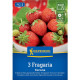 Jahodnik Korona - Fragaria ananassa - sadzonki truskawek z odkrytym korzeniem - 3 szt.