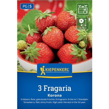 Jahodnik Korona - Fragaria ananassa - sadzonki truskawek z odkrytym korzeniem - 3 szt.