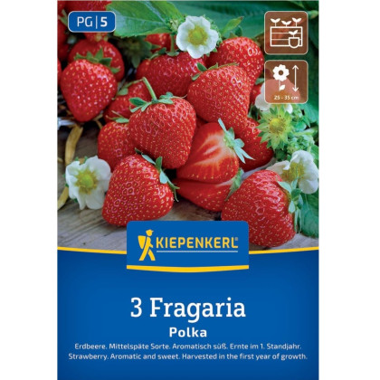Jahodnik Polka - Fragaria ananassa - sadzonki truskawek z gołym korzeniem - 3 szt.