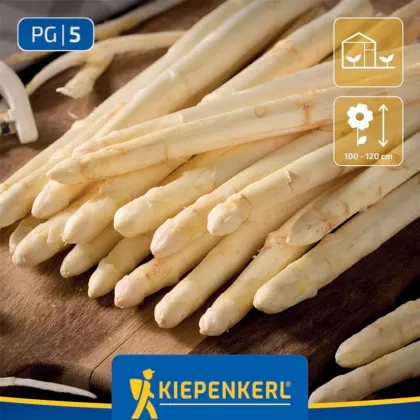 Biały szparag Gijnlim - Asparagus officinalis - sadzonki szparagów z gołym korzeniem - 2 szt.