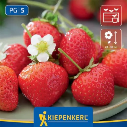 Jahodnik Senga - Fragaria ananassa - sadzonki truskawki z gołym korzeniem - 3 szt.