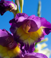Gladiola wielkokwiatowa Joplin - Gladiolus - bulwy mieczyka - 3 szt.