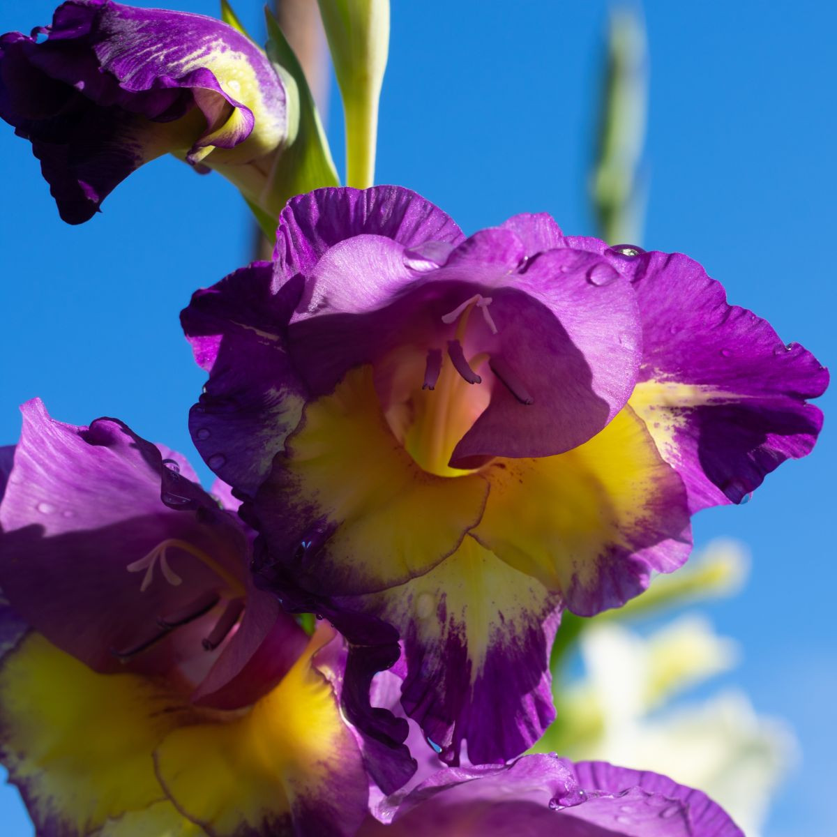 Gladiola wielkokwiatowa Joplin - Gladiolus - bulwy mieczyka - 3 szt.