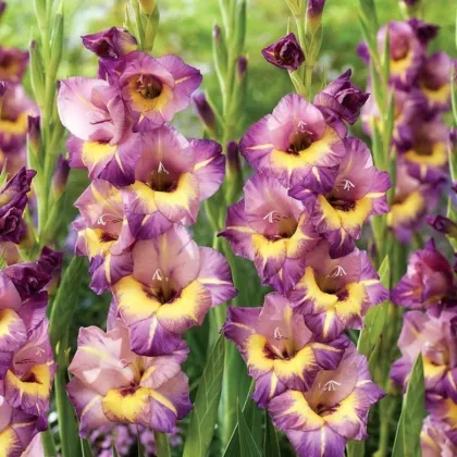 Gladiola wielkokwiatowa Joplin - Gladiolus - bulwy mieczyka - 3 szt.