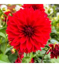 Jiřinka Red Fubuki - Dalia - bulwy dalii - 1 szt.