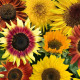 Słonecznik Fantazja Mix F1 - Helianthus annuus - nasiona słonecznika - 6 szt.