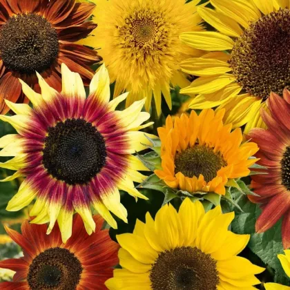Słonecznik Fantazja Mix F1 - Helianthus annuus - nasiona słonecznika - 6 szt.
