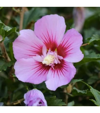 Ketmia syryjska Rose of Sharon - Hibiscus syriacus - nasiona hibiskusa - 12 szt.