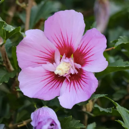 Ketmia syryjska Rose of Sharon - Hibiscus syriacus - nasiona hibiskusa - 12 szt.