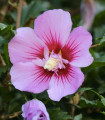 Ketmia syryjska Rose of Sharon - Hibiscus syriacus - nasiona hibiskusa - 12 szt.