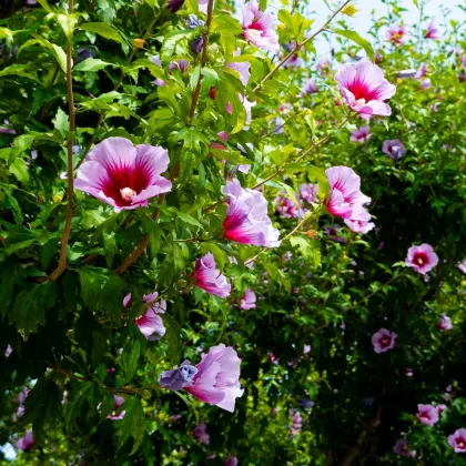 Ketmia syryjska Rose of Sharon - Hibiscus syriacus - nasiona hibiskusa - 12 szt.