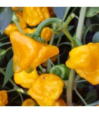 Chilli żółte Mushroom - Capsicum annuum - nasiona chilli - 6 szt.