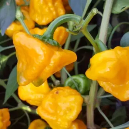 Chilli żółte Mushroom - Capsicum annuum - nasiona chilli - 6 szt.
