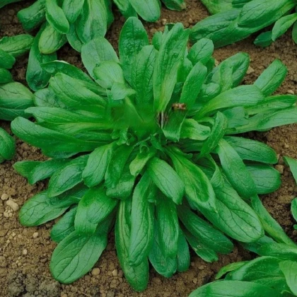 Kozlíczek Wielkolistny - Vallerianella locusta - nasiona roszponki - 150 szt.