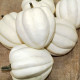 Tykev White Pearl - Cucurbita pepo - nasiona dyni - 6 szt.