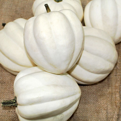 Tykev White Pearl - Cucurbita pepo - nasiona dyni - 6 szt.