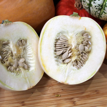 Tykev White Pearl - Cucurbita pepo - nasiona dyni - 6 szt.