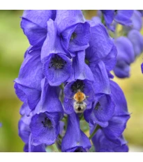 Tojad - Aconitum - kłącze tojadu - 1 szt.