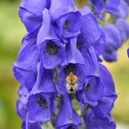 Tojad - Aconitum - kłącze tojadu - 1 szt.