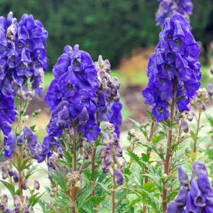 Tojad - Aconitum - kłącze tojadu - 1 szt.