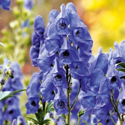 Tojad - Aconitum - kłącze tojadu - 1 szt.