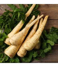 Pasternak długi biały Halblange - Pastinaca sativa - nasiona pasternaku - 1 g