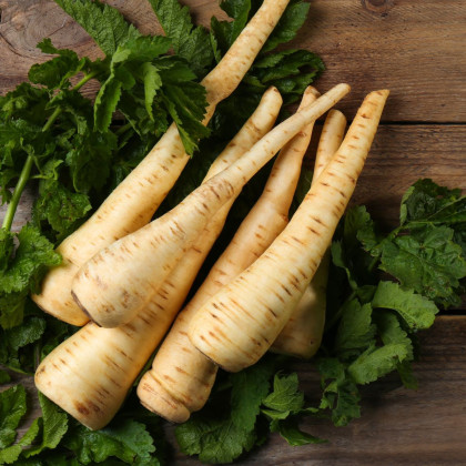 Pasternak długi biały Halblange - Pastinaca sativa - nasiona pasternaku - 1 g