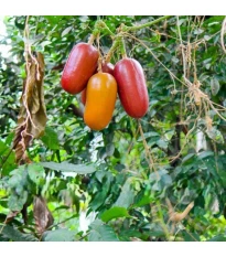 Ogórek muszkatołowy - Sicana odorifera - nasiona ogórka - 6 szt.