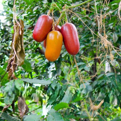 Ogórek muszkatołowy - Sicana odorifera - nasiona ogórka - 6 szt.