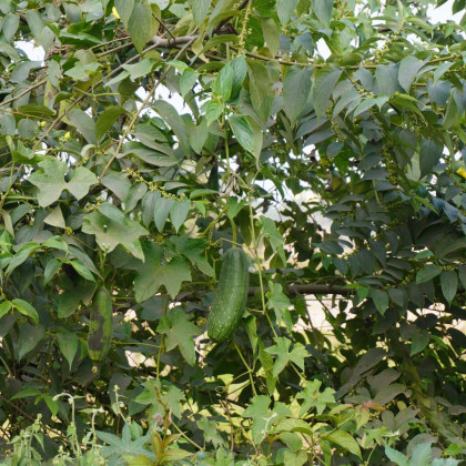 Ogórek muszkatołowy - Sicana odorifera - nasiona ogórka - 6 szt.