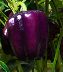 Papryka Beluga Lilac F1 - Capsicum annuum - nasiona papryki - 6 szt.