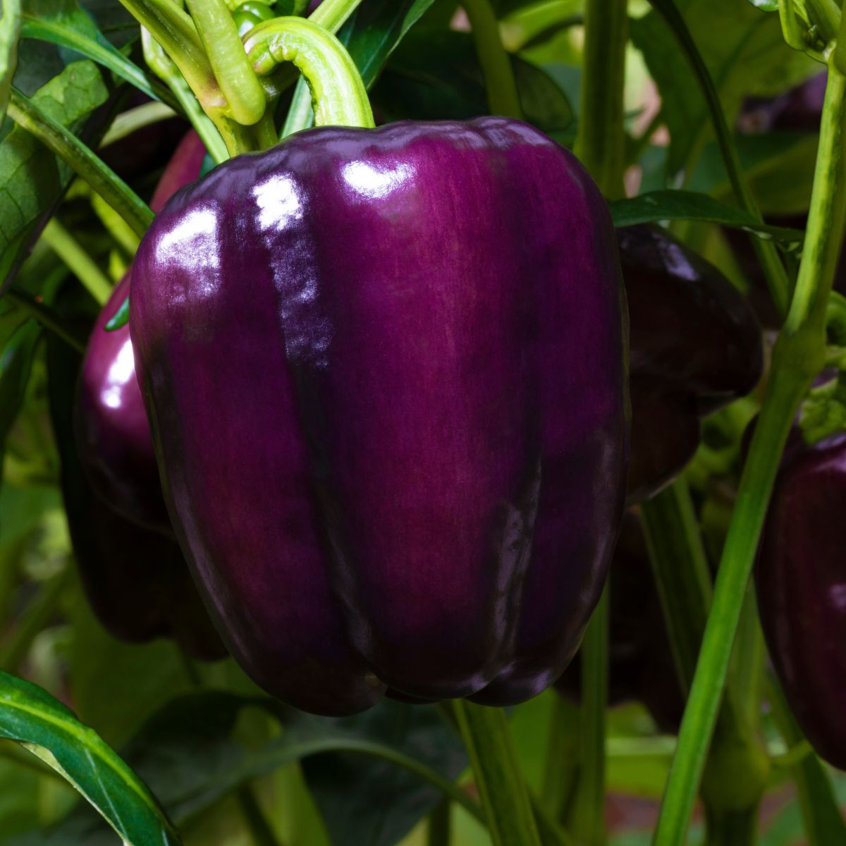 Papryka Beluga Lilac F1 - Capsicum annuum - nasiona papryki - 6 szt.